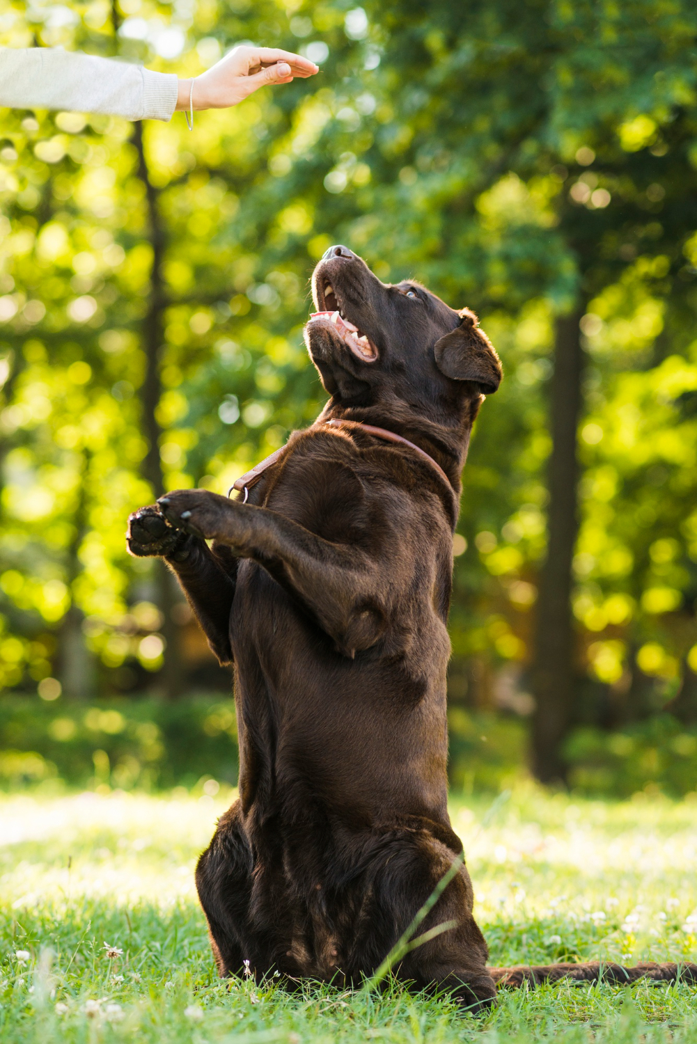 Puppy Training Pickerington OH