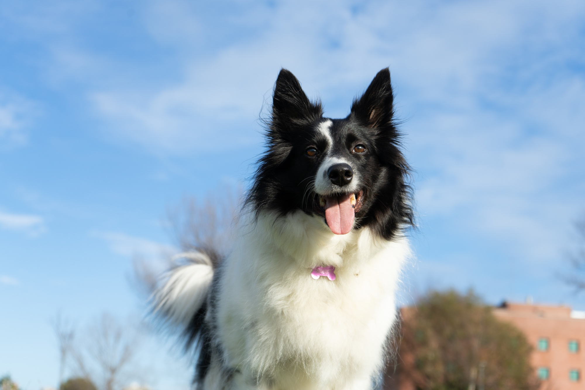 Puppy Training Pickerington OH